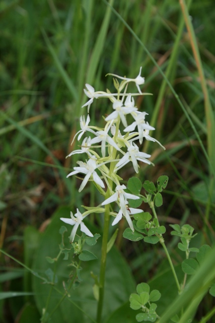 orchidee della Carinzia (Platanthera bifolia)